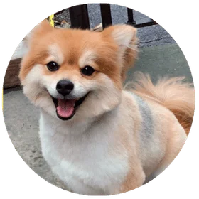 Professional dog grooming at Four Muddy Paws Edwardsville and St. Louis